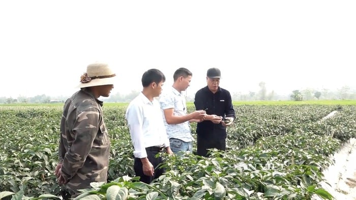 Lào Cai: Kinh tế khởi sắc nhờ chuyển đổi cơ cấu cây trồng ở phường Nghĩa Lộ- Ảnh 2.