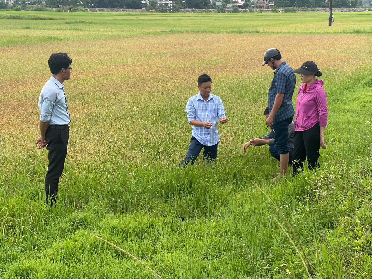 Sâu bệnh phát sinh, gây hại lúa trên diện rộng