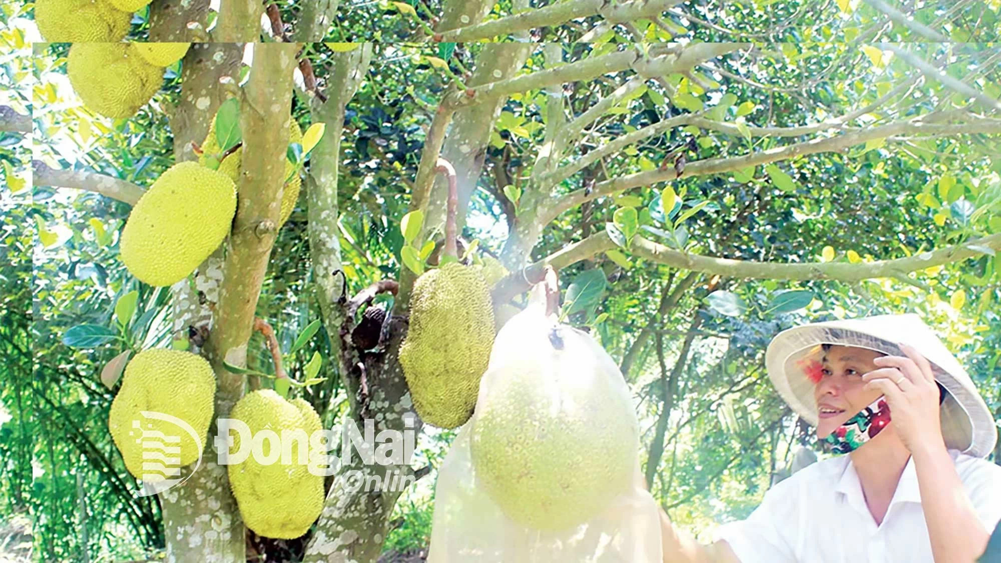 Thai jackfruit price drops to less than 1 thousand VND/kg but still difficult to sell