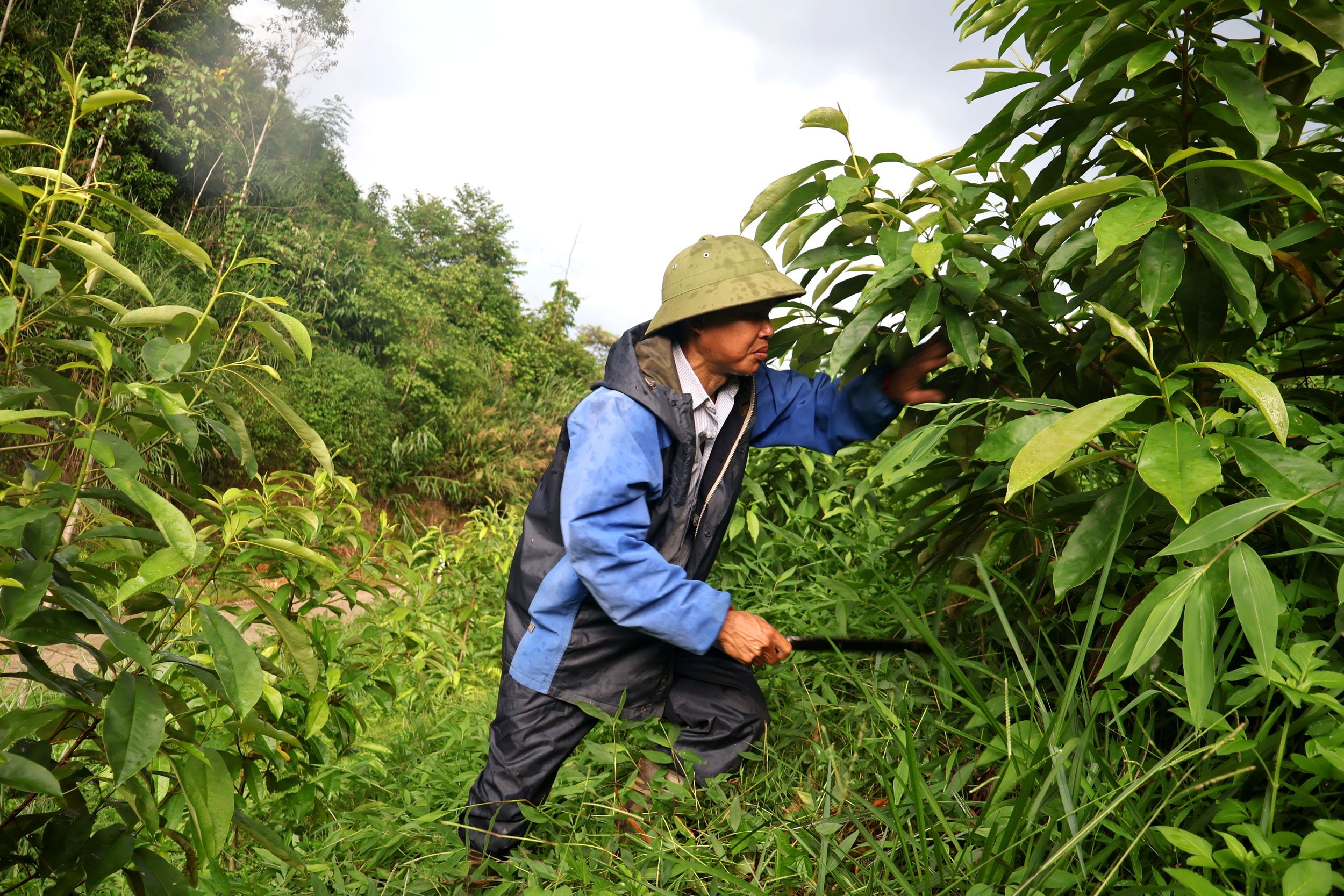 Linking to plant more than 2,000 hectares of forest