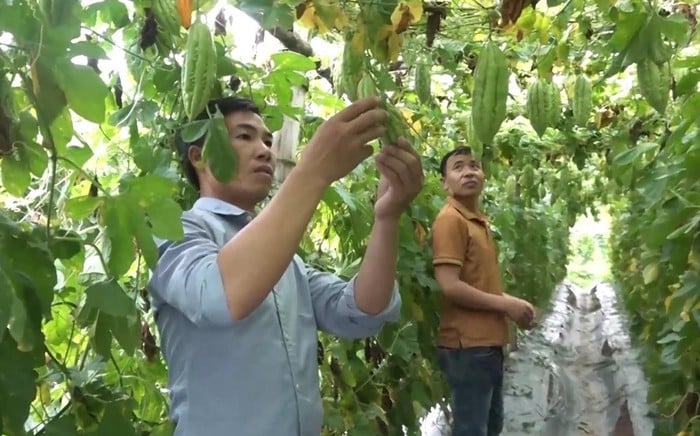 Lào Cai: Kinh tế khởi sắc nhờ chuyển đổi cơ cấu cây trồng ở phường Nghĩa Lộ- Ảnh 1.