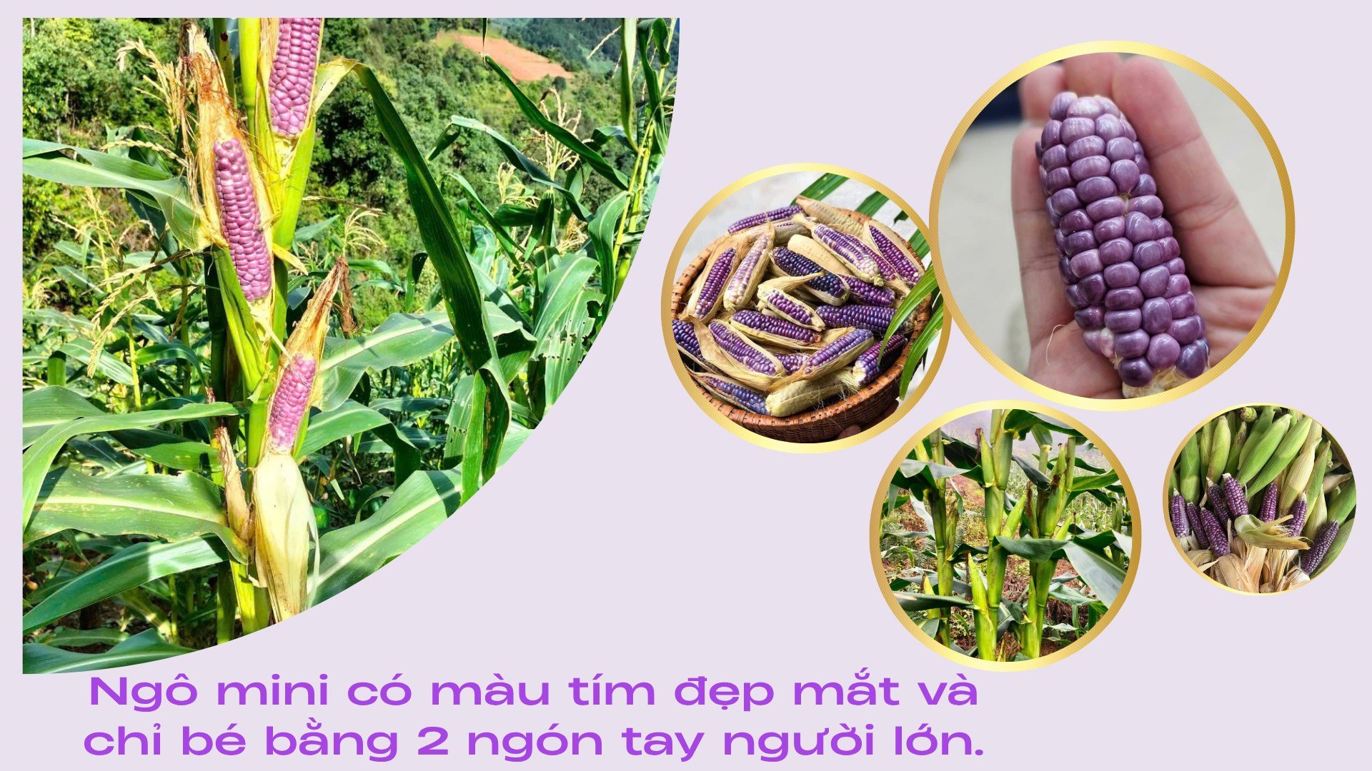 doanh-nghiep-cat-dan-anh-tranh-in-trang-phong-cach-don-gian-1920-x-1080-px-1920-x-1080-px-1.png