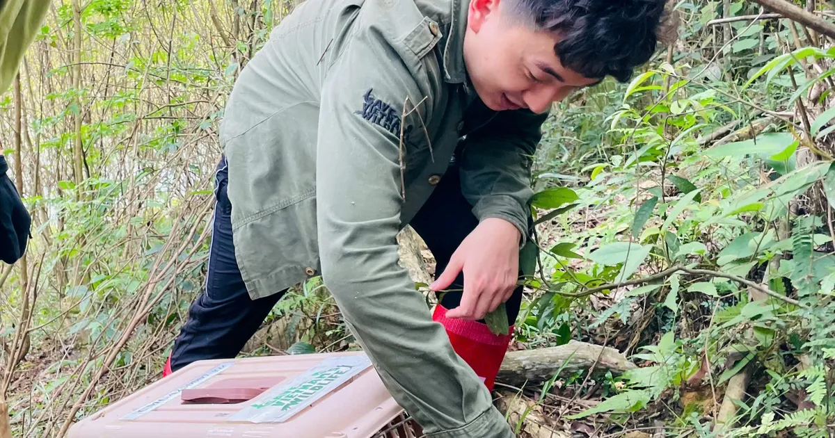 Thả 58 cá thể cầy vòi mốc về rừng tự nhiên