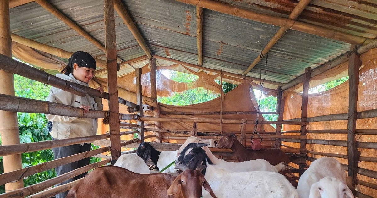 Chương trình 1719 hỗ trợ sinh kế vùng dân tộc thiểu số xã Quảng Sơn