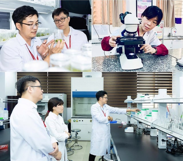 Các nhà khoa học ĐH Duy Tân phát hiện loài nấm gây thối rễ sâm Ngọc Linh- Ảnh 2.