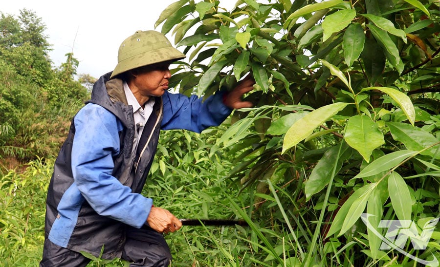 Nhân viên Công ty TNHH Một thành viên Lâm nghiệp Bắc Kạn chăm sóc đồi mỡ liên kết năm thứ 2 của Công ty.