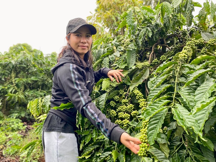 33tca-phe-la-mot-trong-nhung-cay-cong-nghiep-dai-ngay-co-dien-tich-rong-lon-tai-xa-ia-dom-anh-ha-duy.jpg