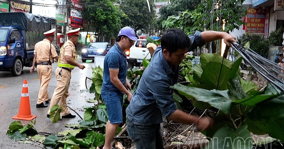 Chùm ảnh: Cây đổ trên một số tuyến đường do ảnh hưởng của Bão Wipha