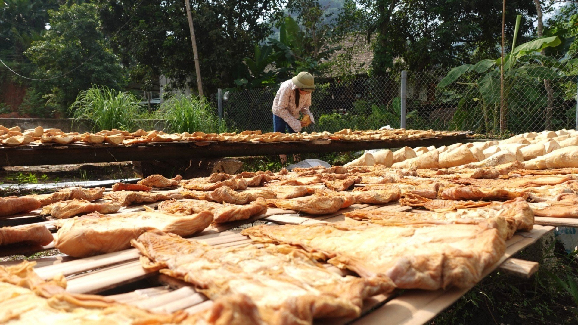 mang-mai-giup-nhieu-nguoi-dan-xa-lam-thuong-co-kinh-te-on-dinh-6251-3267.jpg