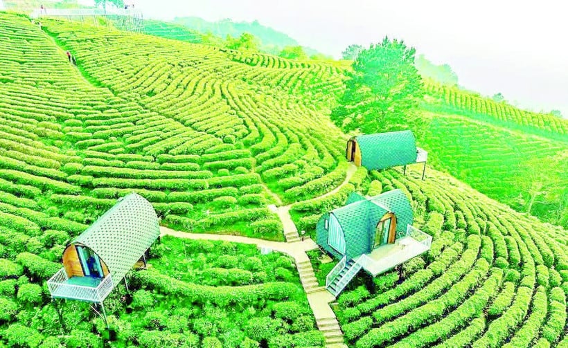 Công ty trách nhiệm hữu hạn Kolia Cao Bằng xây dựng vùng nguyên liệu, sản xuất sản phẩm trà cao cấp, kết hợp du lịch sinh thái đạt hiệu quả tốt.