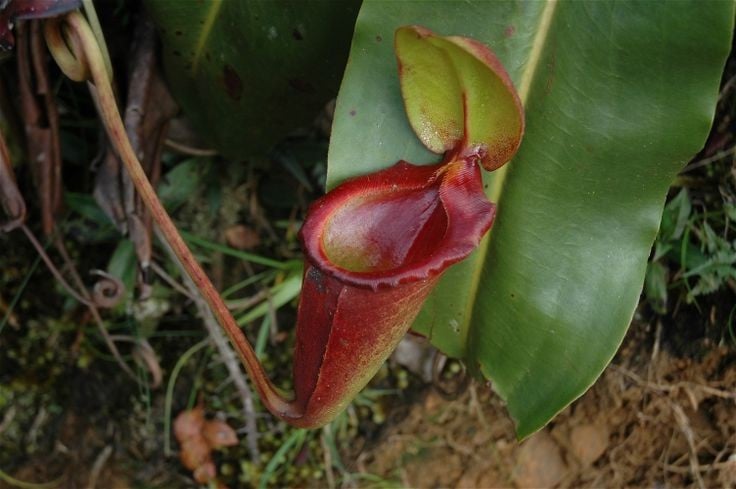3. Cây chỉ mọc tự nhiên ở một nơi duy nhất trên thế giới. Nepenthes rajah là loài đặc hữu của núi Kinabalu và núi Tambuyukon ở đảo Borneo, Malaysia. Ảnh: Pinterest.