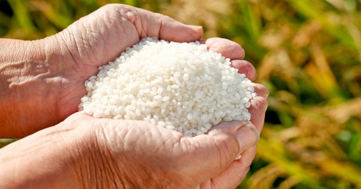 Những chất dinh dưỡng nào cần thiết cho cơ thể?