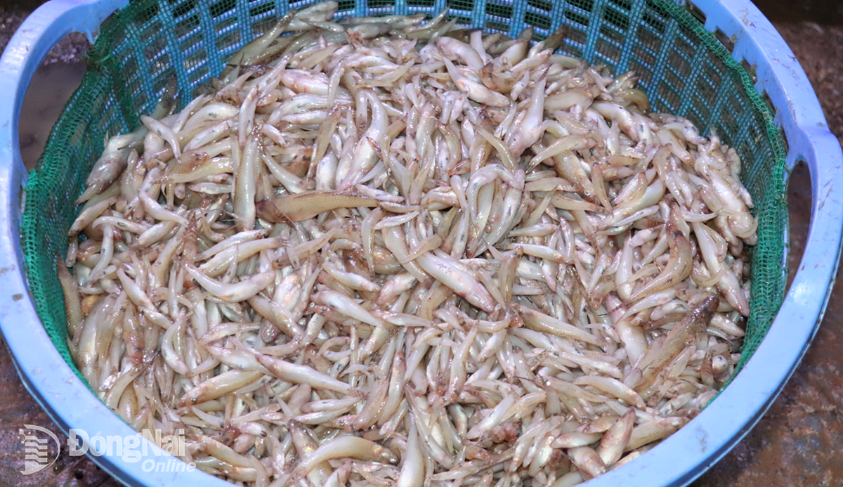 5. Fresh fish baskets caught from Tri An Lake. Photo: An Nhon   
