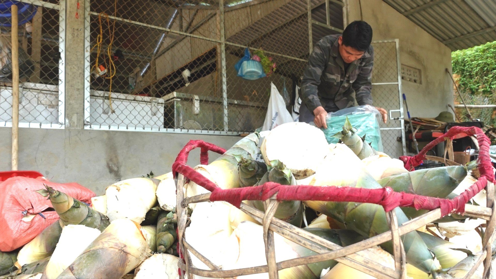 xa-lam-thuong-co-hang-chuc-co-so-thu-mua-mang-mai-tuoi-7643-1443.jpg