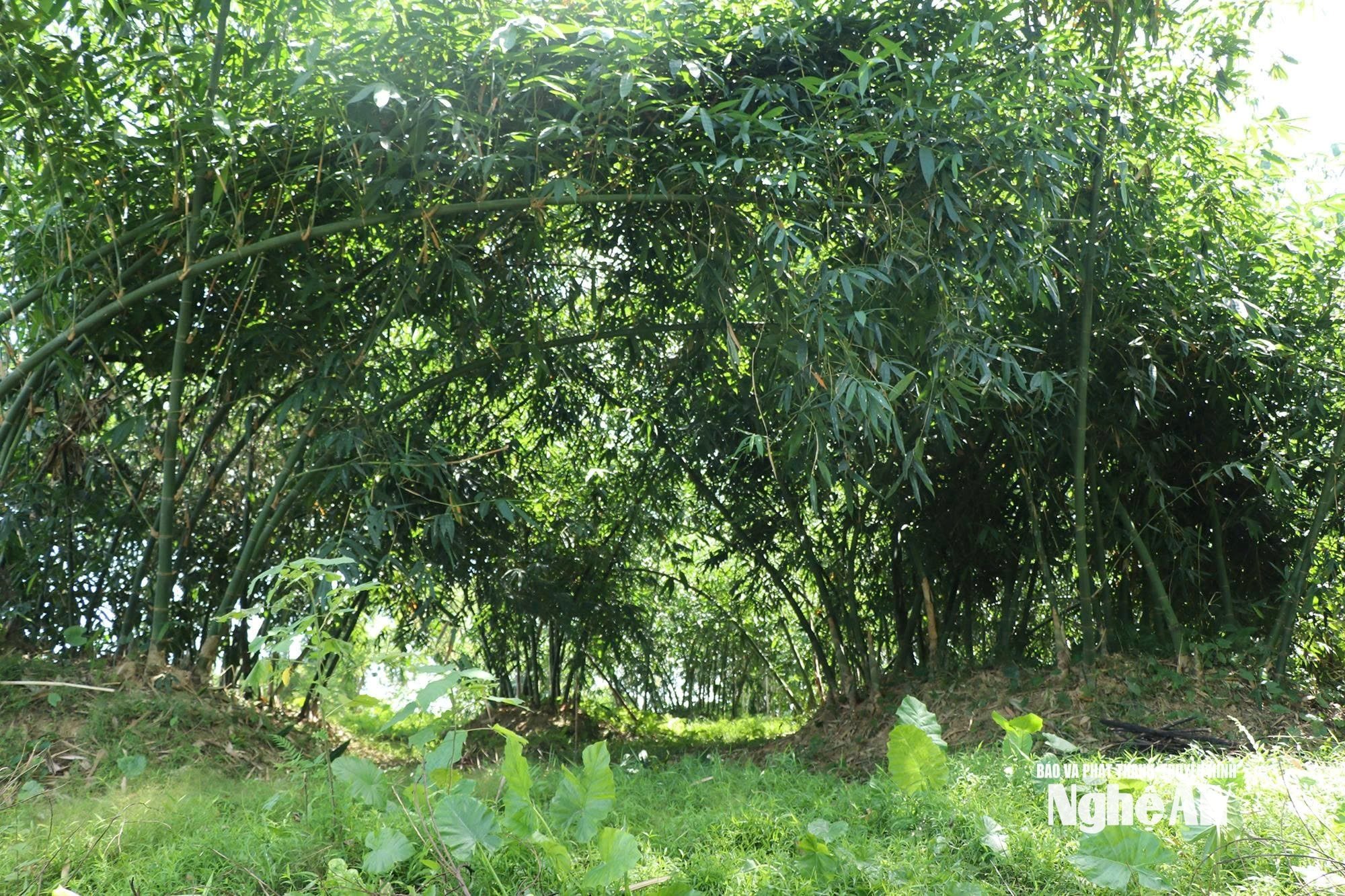 rừng măng