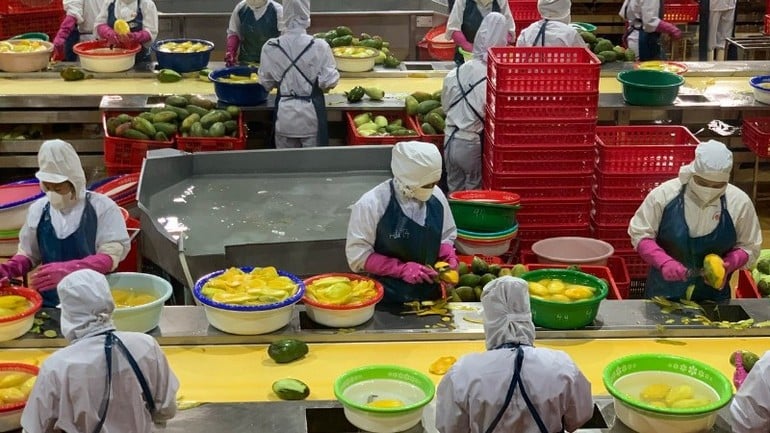 Xử lý hoa quả tươi để đưa vào chế biến sâu (Ảnh: THANH TRÀ)