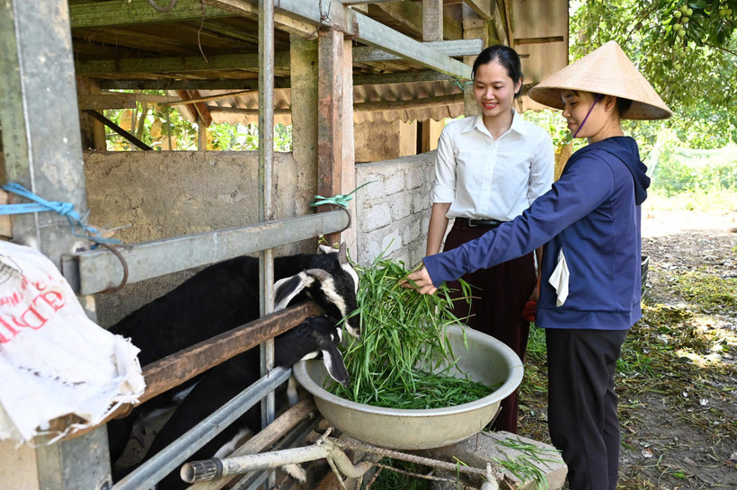 Modèle d'élevage de chèvres dans la zone inondée de Huong Khe, Ha Tinh. (Photo d'illustration : DUC CHIEN)