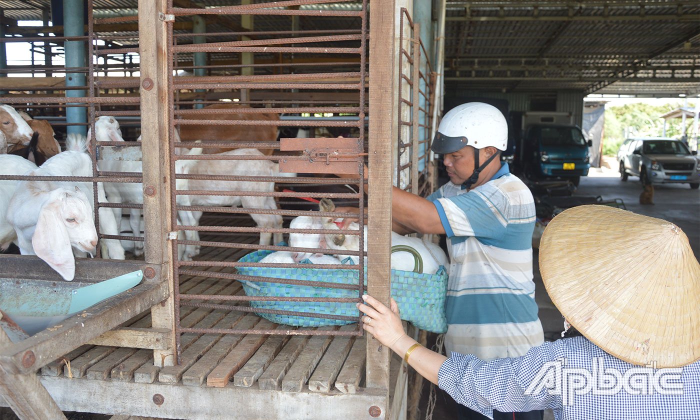 Goat prices are currently rising, helping farmers make good profits.