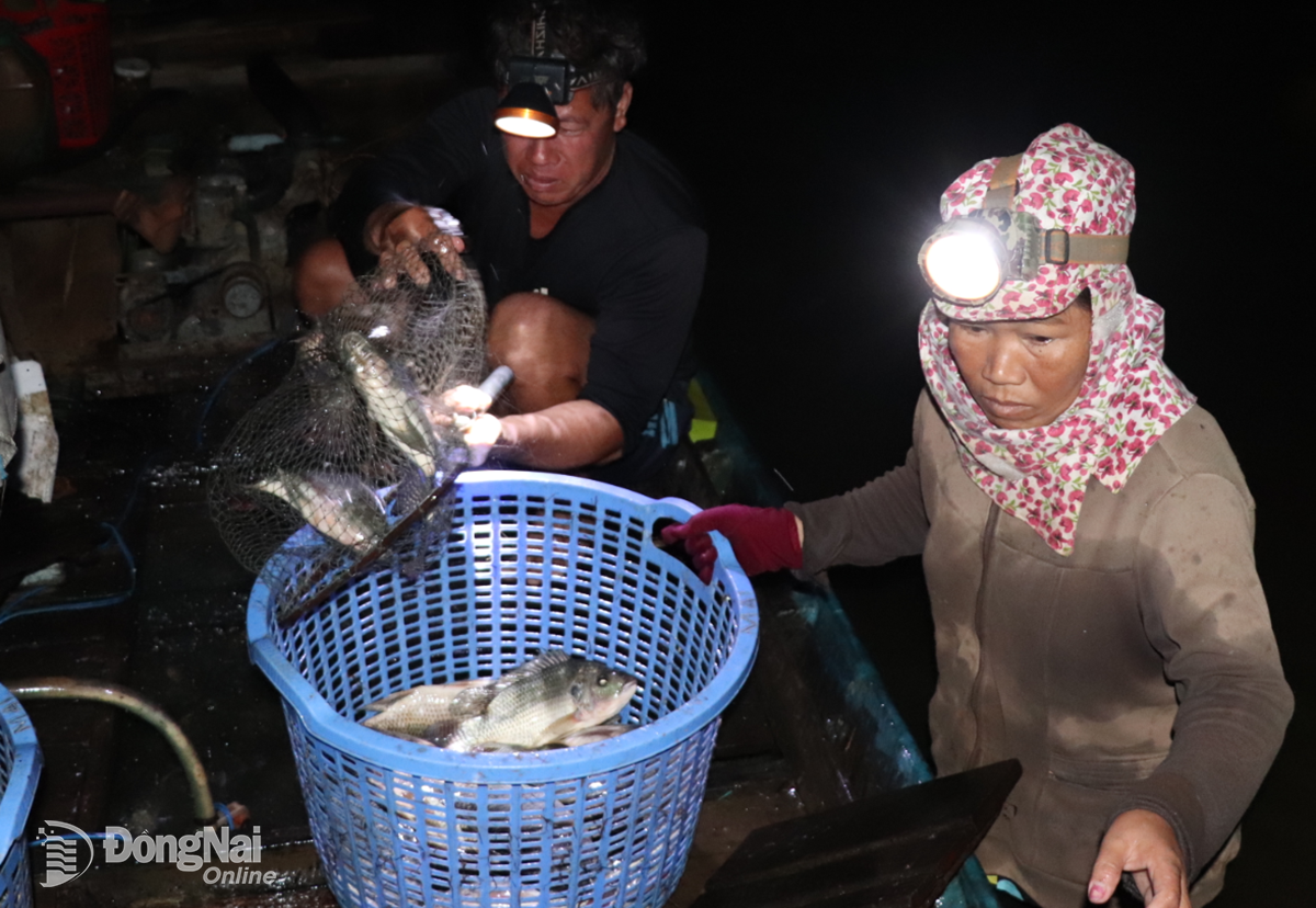 3. Fishing is a hard job because fishermen have to stay up late and wake up early to make a living. Photo: An Nhon   