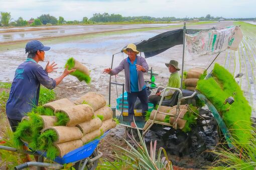 Vụ lúa Thu Đông 2025 - Nhiều kỳ vọng nhưng cũng lắm nỗi lo