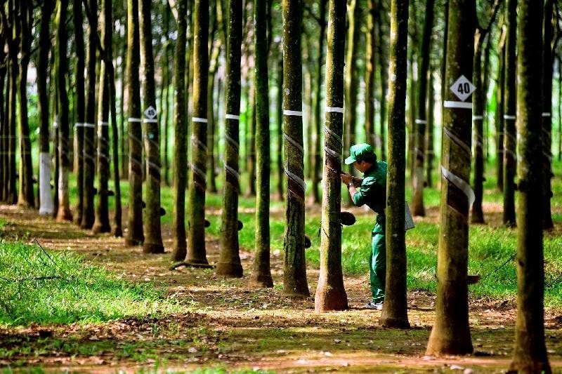 Cao su Tây Ninh TRC lãi kỷ lục sau 6 tháng chuẩn bị bán cổ phiếu quỹ và chia cổ tức 25 
