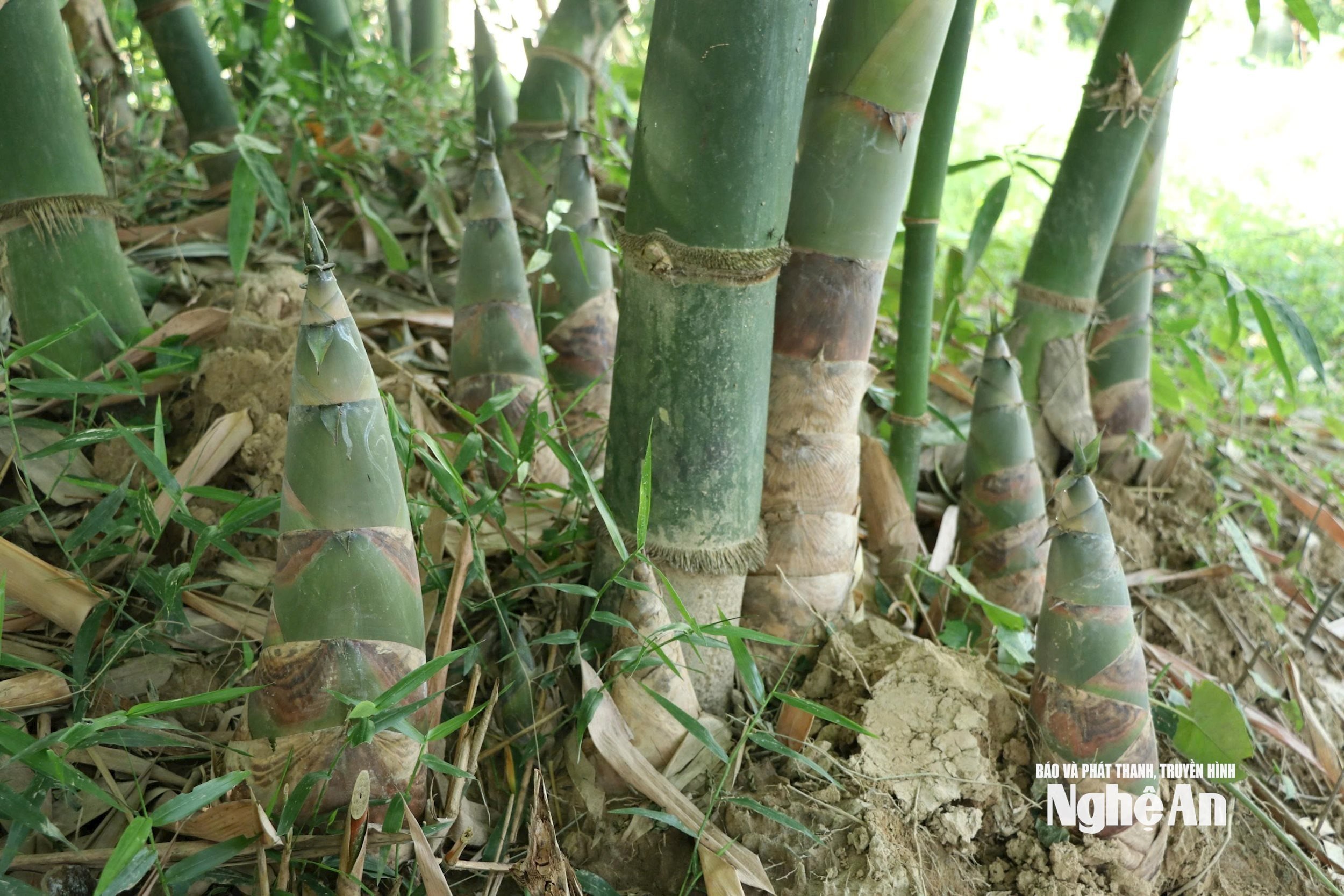 tua tủa