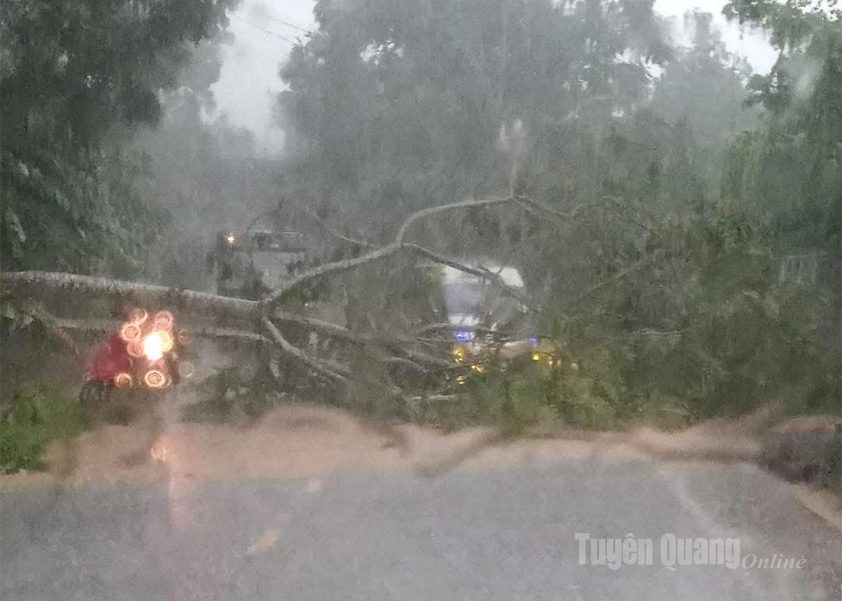 Đường lên xã Nà Hang bị tắc do cây đổ.