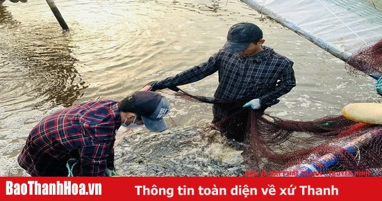 Hiệu quả từ mô hình nuôi trồng thủy sản ở xã Hoằng Châu