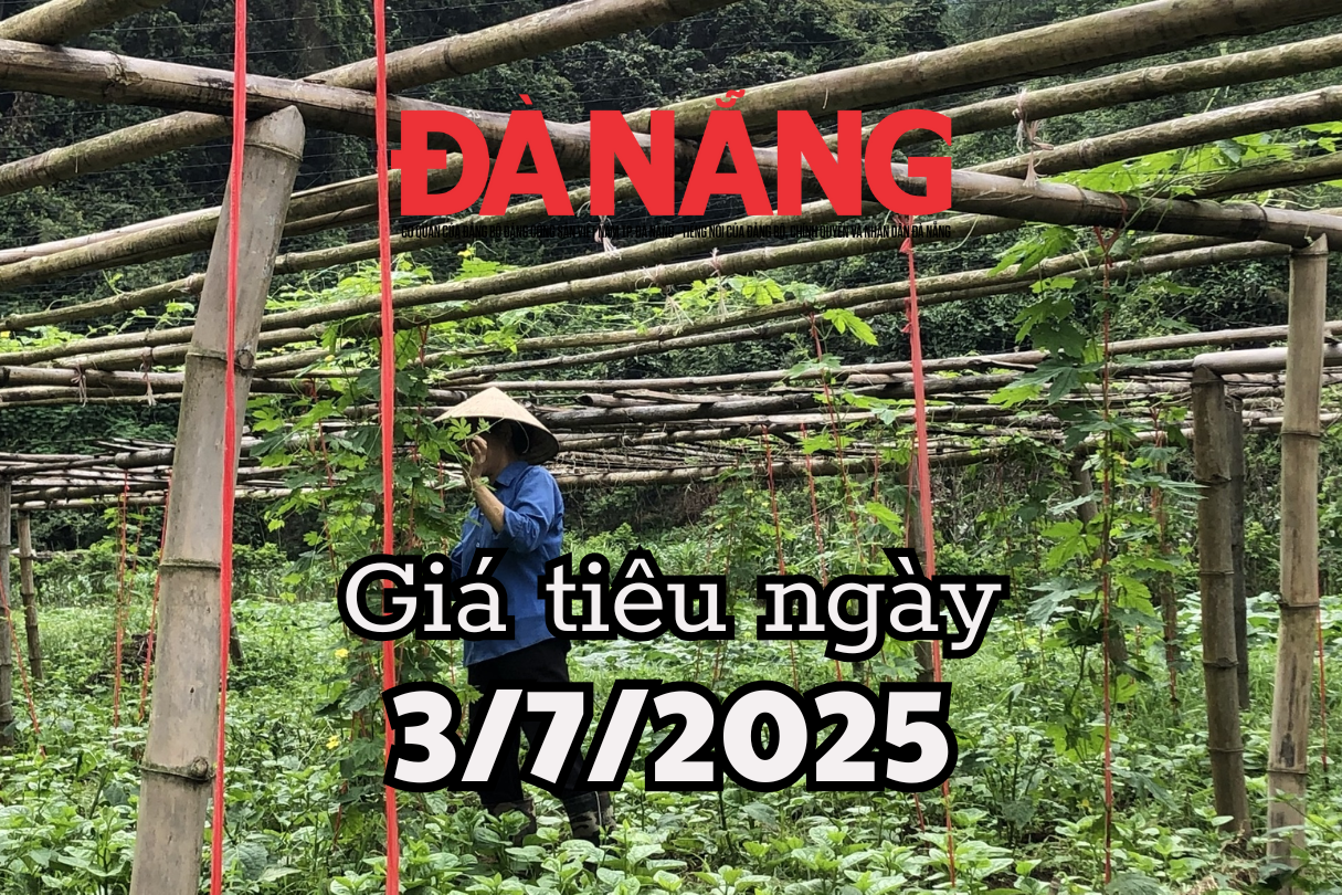 Tin tức, dự báo giá tiêu ngày mai 3 7 2025 tăng vượt rào, qua ngưỡng 147.000 đồng kg