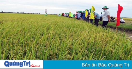 “Dệt” những mùa vàng