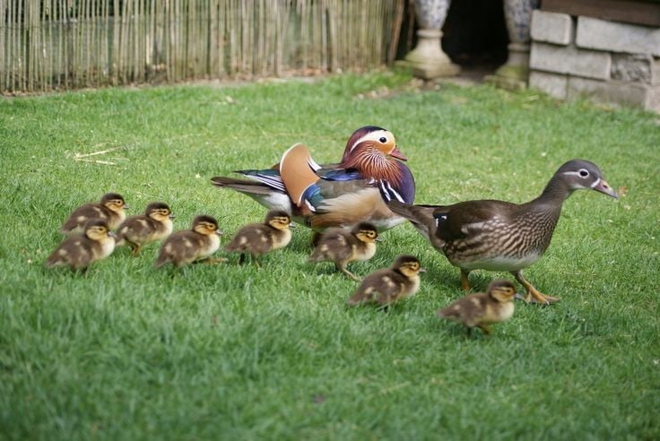 7. Con non nhảy khỏi tổ từ trên cao ngay khi mới nở. Sau khi trứng nở, chim mẹ gọi con từ dưới đất và các chim non sẽ nhảy từ hốc cây cao xuống mà không hề hấn gì nhờ thân thể nhẹ và lông tơ dày. Ảnh: Pinterest.