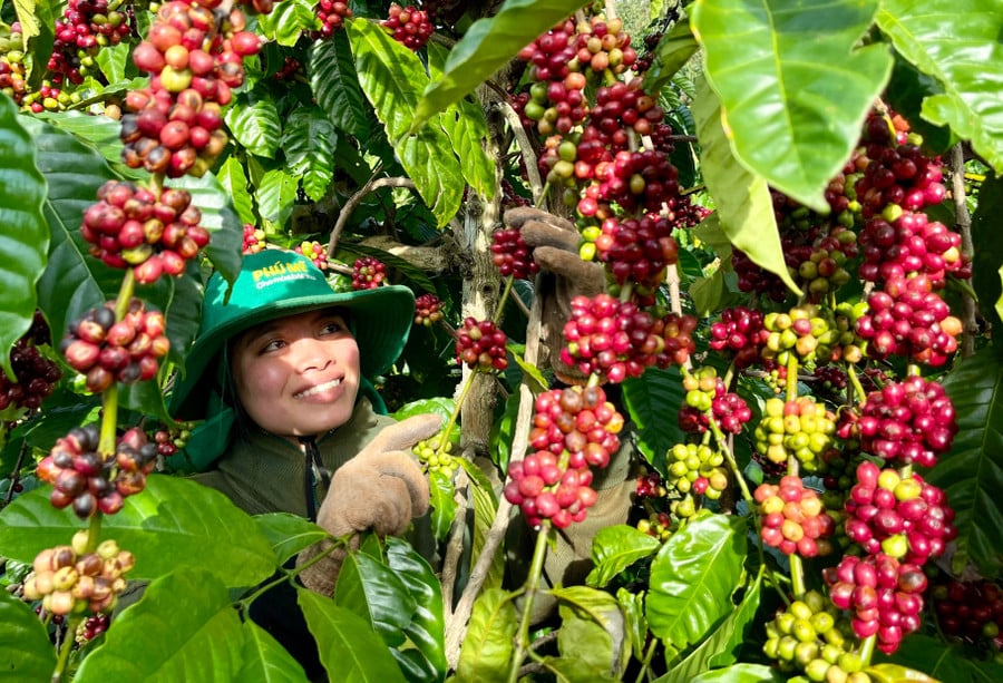 gia-lai-co-khoang-106400-ha-ca-phe-anh-vt.jpg
