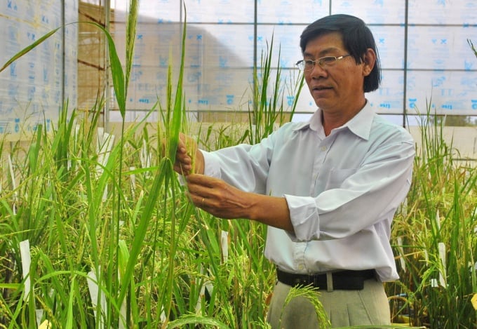 Dr. Tran Tan Phuong, Reiszüchter