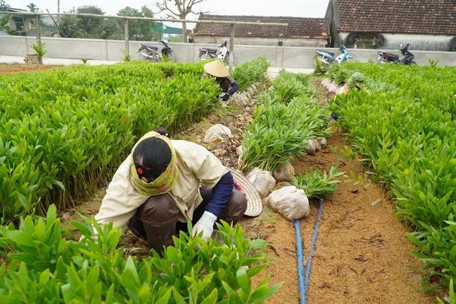 Giúp người dân thoát nghèo, vươn lên làm giàu từ những vườn ươm cây giống ảnh 3