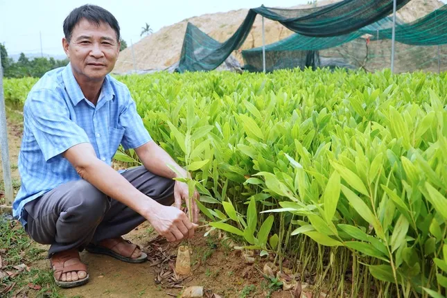 Giúp người dân thoát nghèo, vươn lên làm giàu từ những vườn ươm cây giống ảnh 1