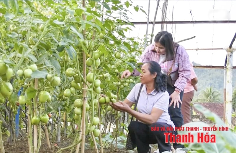 ការអភិវឌ្ឍប្រកបដោយចីរភាពនៃដំណាំនៅតំបន់ភ្នំ