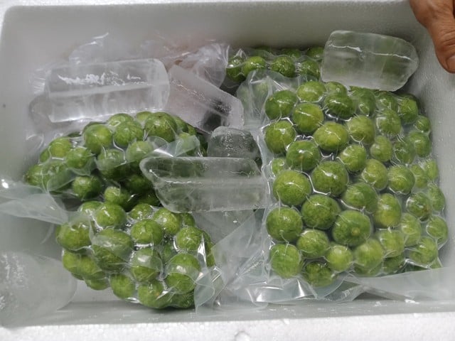 Sấu vào mùa giá chỉ từ 15.000 đồng/kg, đây là thời điểm mua sấu ngon nhất và cách chọn sấu ngon- Ảnh 3.