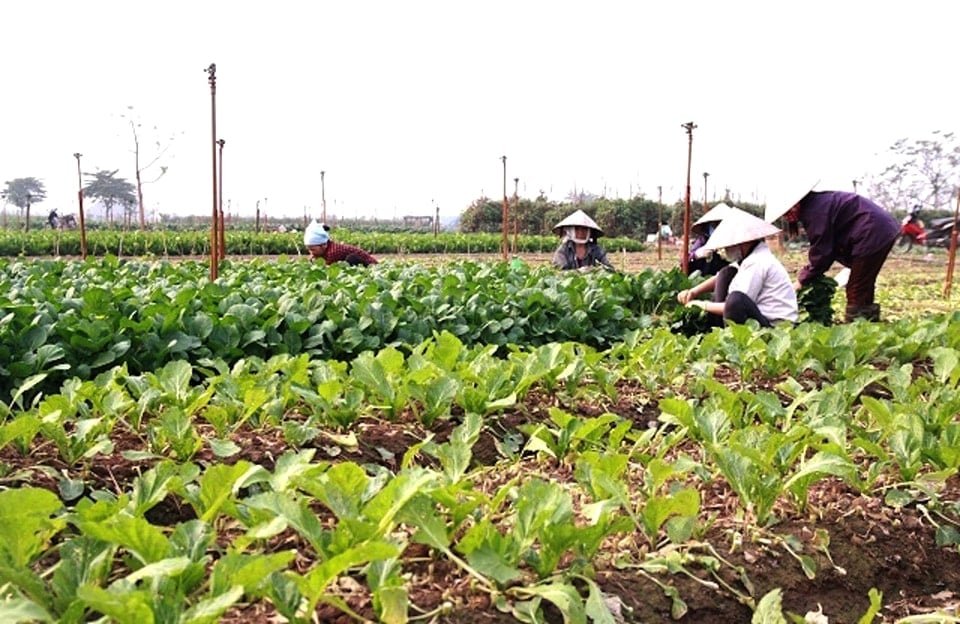 Safe-vegetable-harvesting-at-high-altitude-agricultural-service-cooperative-in-me-linh-xa-.-anh-lam-nguyen.jpg