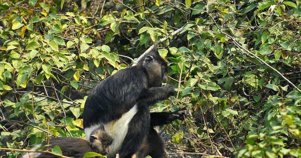 Hanoi implements regional linkage project in biodiversity conservation