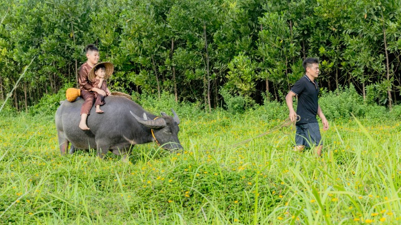 Conduire des buffles et guider des touristes lors de promenades à dos de buffle.