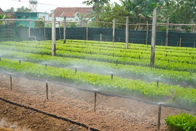 Giúp người dân thoát nghèo, vươn lên làm giàu từ những vườn ươm cây giống ảnh 2