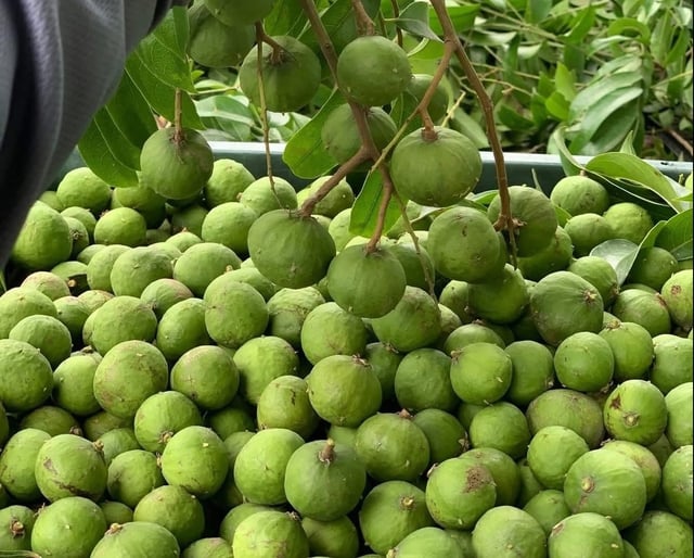 Sấu vào mùa giá chỉ từ 15.000 đồng/kg, đây là thời điểm mua sấu ngon nhất và cách chọn sấu ngon- Ảnh 2.