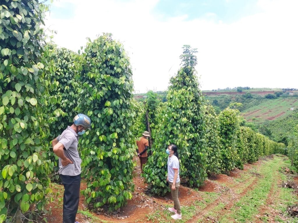 Pepper price today 7/2/2025: Continue to increase strongly