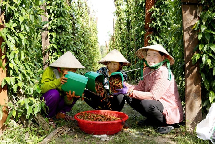 Khởi nghiệp với muối tiêu lốp - Ảnh 4.