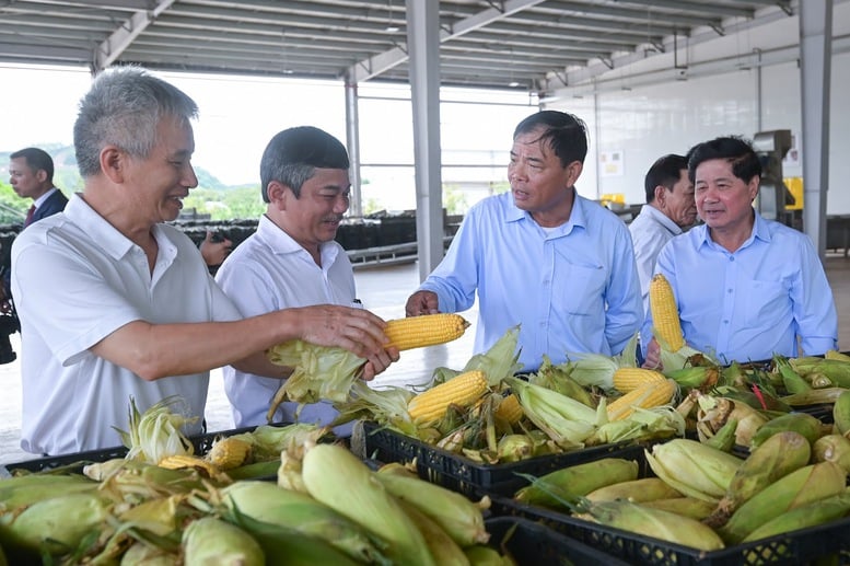 Dây chuyền đồ hộp giấy dành cho rau quả lớn nhất miền Bắc đi vào hoạt động- Ảnh 1.