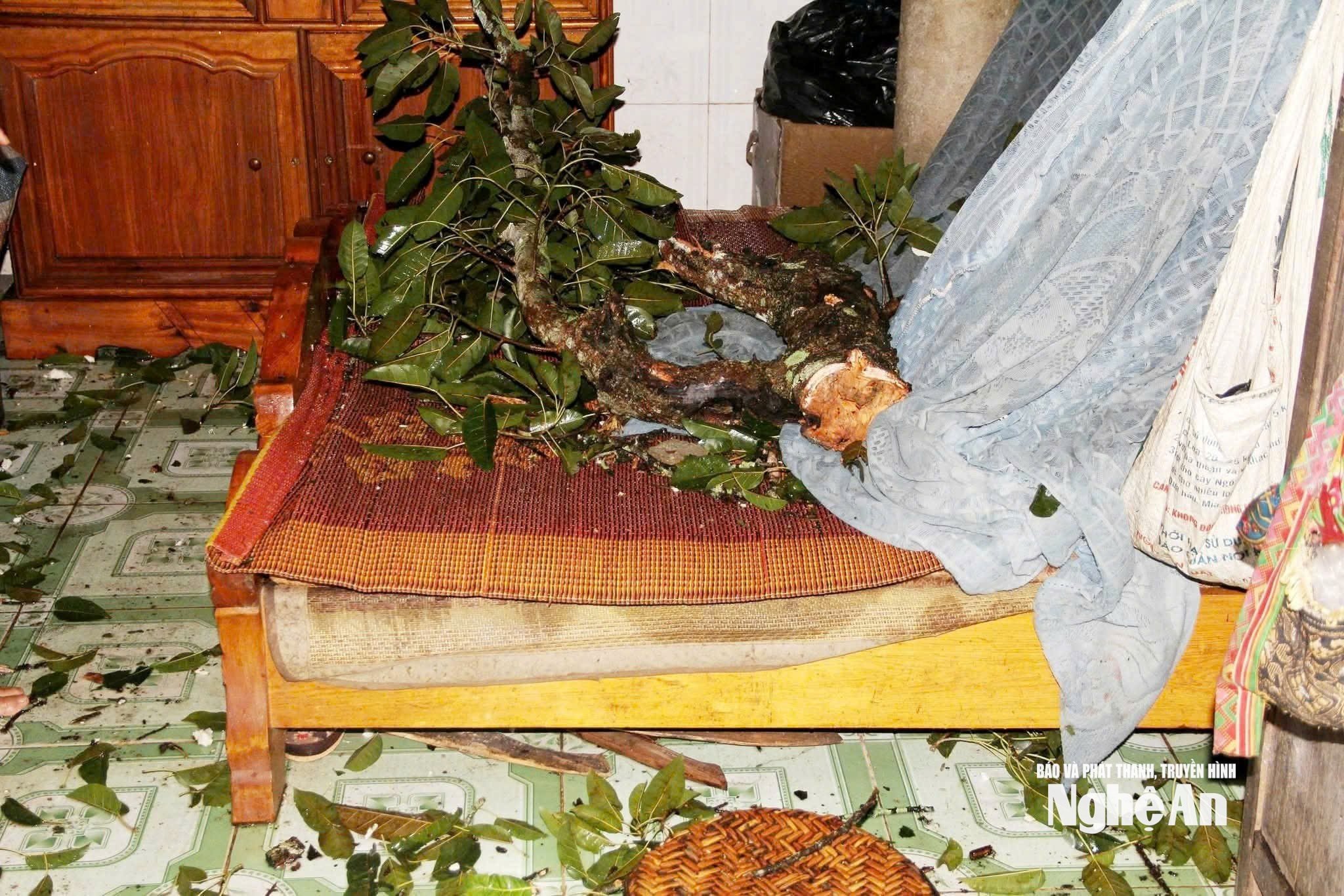 cây đa mường quàng