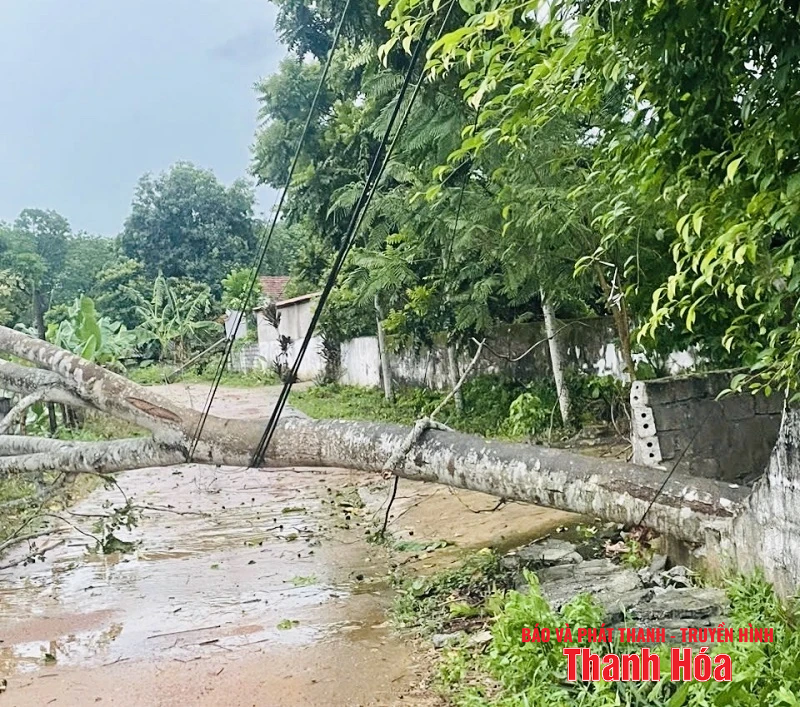 Ảnh hưởng bão số 3 (Wipha), mưa gió giật mạnh, hàng loạt cây xanh gãy đổ