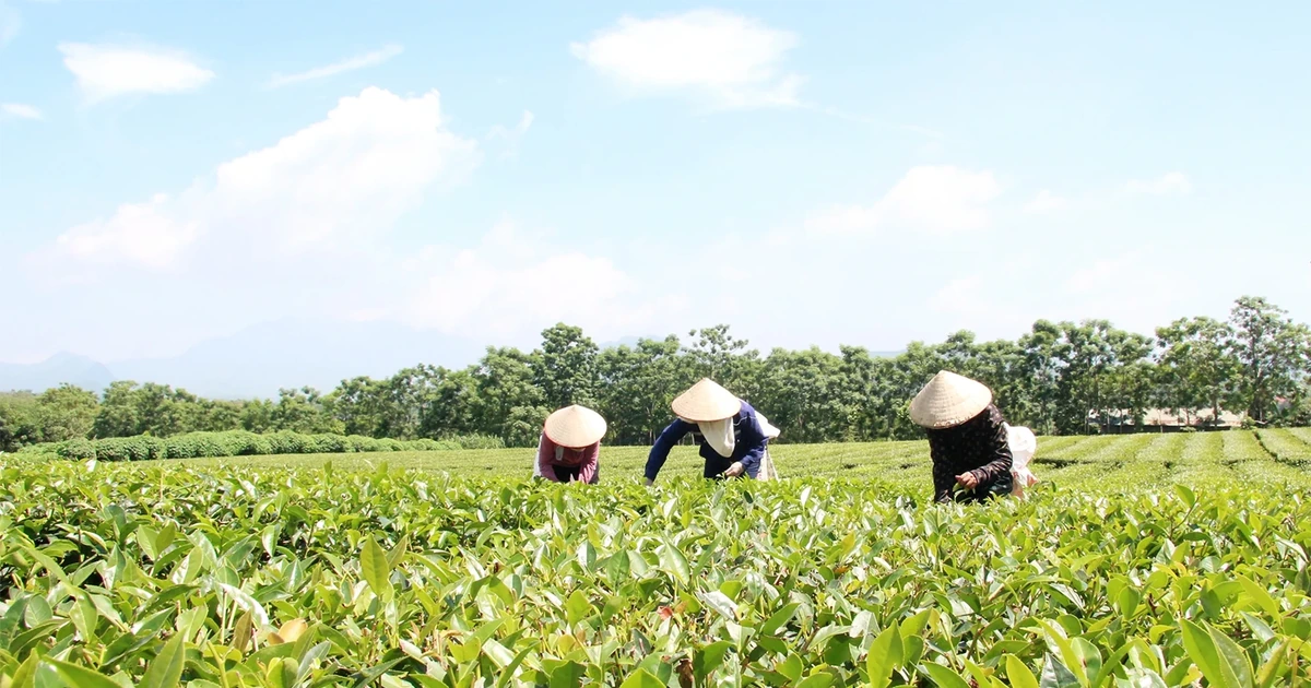 Về Yên Sơn nghe hương trà “kể chuyện”