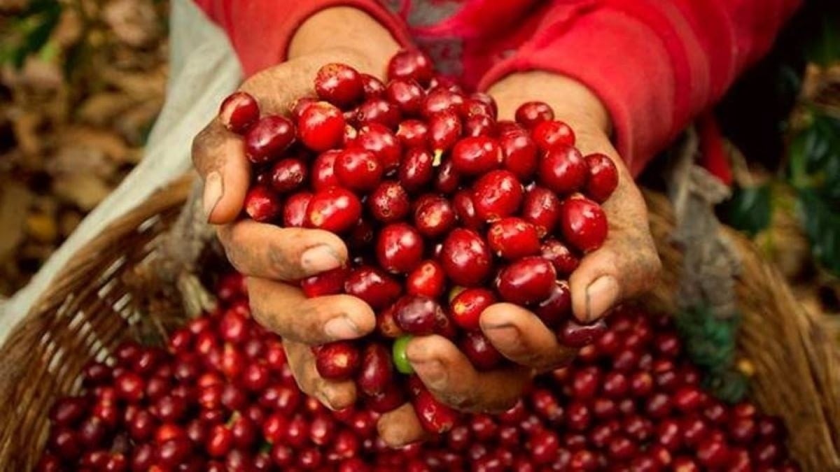 Giá cà phê hôm nay 20 7 Giá cà phê trong nước đang trong giai đoạn cao trào