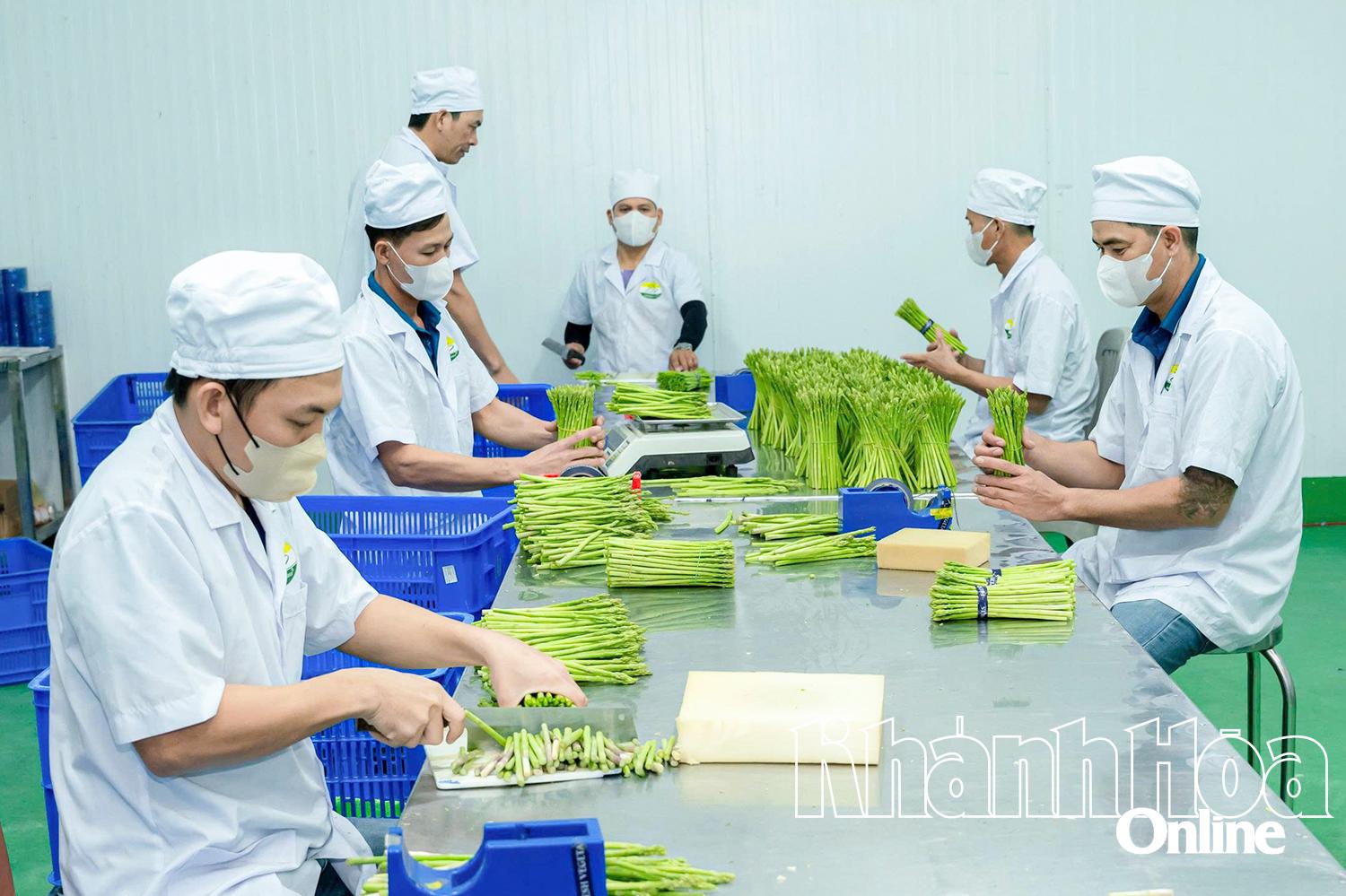 Nhân viên Công ty TNHH Linh Đan Ninh Thuận, phường Phan Rang đóng gói măng tây xanh.
